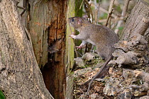 Juvenile Brown rat (Rattus norvegicus) climbing on a tree stump, Gloucestershire, England, UK, April.