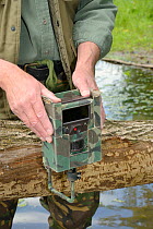 Tom Buckley setting up an infra red trailcam on a Willow tree (Salix sp.) felled by Eurasian beavers (Castor fiber) on the banks of the River Otter, Devon, England, UK, May. Model released.