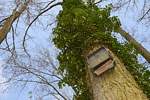 Bat box hanging from a tree, Cotswold Water Park, Gloucestershire, England, UK, April.