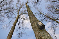 Bat box hanging from a tree, Cotswold Water Park, Gloucestershire, England, UK, April.