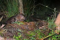Eurasian beaver (Castor fiber) inspecting its dam at night, part of Devon Wildlife Trust's Devon Beaver Project, England, UK, June. Taken with a remote camera.
