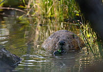 Eurasian beaver (Castor fiber) eating birch leaves in a pond, part of Devon Wildlife Trust's Devon Beaver Project, England, UK, May. Taken with a remote camera.