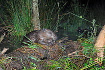 Eurasian beaver (Castor fiber) adding a branch to its dam at night, part of Devon Wildlife Trust's Devon Beaver Project, England, UK, May. Taken with a remote camera.
