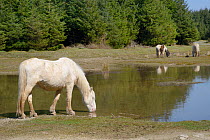 Pony (Equus caballus) drinking, with others grazing  in the background, Davidstow Woods, Bodmin Moor, Cornwall, England, UK, April.