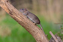 Juvenile Brown rat (Rattus norvegicus) climbing a dead tree, Gloucestershire, England, UK, April.