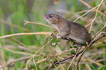 Juvenile Brown rat (Rattus norvegicus) climbing in a Bramble bush, Gloucestershire, England, UK, April.