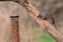 Juvenile Brown rat (Rattus norvegicus) climbing  branch to reach a bird feeder, Gloucestershire, England, UK, April.