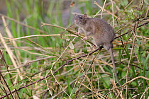 Juvenile Brown rat (Rattus norvegicus) climbing in a Bramble bush, Gloucestershire, England, UK, April.