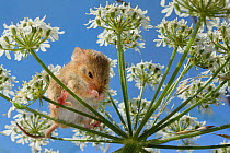 Harvest mouse (Micromys minutus) cleaning its nose on Common hogweed (Heracleum sphondylium) flowerhead after release, Moulton, Northampton, UK, June.