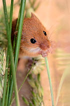 Harvest mouse (Micromys minutus) nibbling a grasss stem in a captive colony prior to release at a field site, Moulton College, Northampton, UK, June.