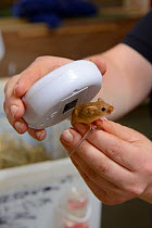 Researcher checking transponder code on microchipped Harvest mouse (Micromys minutus) prior to release, Moulton College, Northampton, UK, June.  Model released.