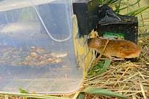 Microchipped Harvest mouse (Micromys minutus) entering a grain feeding station equipped with an automatic Radio Frequency Identification (RFID) monitor which logs visits by released mice in field site...