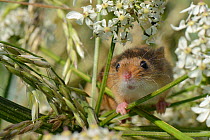 Harvest mouse (Micromys minutus) on Common hogweed (Heracleum sphondylium) flowerhead after release, Moulton, Northampton, UK, June. Winner of the Documentary Series of the BWPA (British Wildlife Phot...