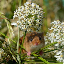 Harvest mouse (Micromys minutus) on Common hogweed (Heracleum sphondylium) flowerhead after release, Moulton, Northampton, UK, June.