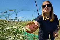 Emily Howard-Williams releasing a Harvest mouse (Micromys minutus) in a field enclosure to study dispersal and monitoring techniques, Moulton, Northampton, UK, June.  Model released.