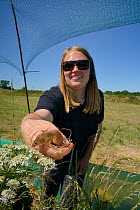 Emily Howard-Williams releasing a Harvest mouse (Micromys minutus) in a field enclosure to study dispersal and monitoring techniques, Moulton, Northampton, UK, June.  Model released.
