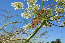 Harvest mouse (Micromys minutus) on Common hogweed (Heracleum sphondylium) flowerhead after release, Moulton, Northampton, UK, June.