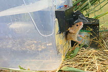 Microchipped Harvest mouse (Micromys minutus) leaving a grain feeding station equipped with an automatic Radio Frequency Identification (RFID) monitor which logs visits by mice after release into a fi...