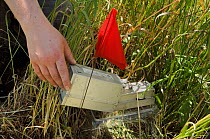 Researcher placing small mammal trap in field enclosure to survey Harvest mice (Micromys minutus) after release, Moulton, Northampton, UK, June.  Model released.