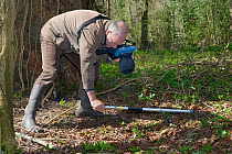 Keith Cohen using a radiotracker to locate a radio-collared Edible / Fat Dormouse (Glis glis) hibernating in its underground burrow in woodland where this European species has become naturalised, Buck...