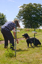 Emily Howard-Williams rewarding Labrador Tui by offering a Kong to play with for correctly indicating that  a grain feeding bottle had been visited by Harvest mice (Micromys minutus), a technique that...
