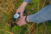 Infra red digital thermometer used to measure the temperature of an Edible / Fat Dormouse (Glis glis) hibernation burrow in woodland where this European species has become naturalised, Buckinghamshire...