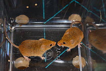 Two Harvest mice (Micromys minutus) from a captive colony selected for release at a field site, Moulton College, Northampton, UK, June.