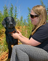 Emily Howard-Williams with Labrador Tui, who has been trained to sniff out feeding stations visited by Harvest mice (Micromys minutus), Moulton, Northampton, UK, June.  Model released.