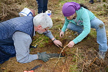 Roger Trout and Jia Ming Lim fitting an exit tube to the hibernation burrow of  an Edible / Fat Dormouse (Glis glis) after replacing it during a survey in woodland where this European species has beco...