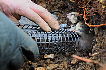 Exit tube fitted to the hibernation burrow of  an Edible / Fat Dormouse (Glis glis) after replacing it during a survey in woodland where this European species has become naturalised, Buckinghamshire,...