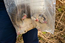 Sleepy Edible / Fat Dormouse (Glis glis) excavated from its winter hibernation burrow being weighed during a survey in woodland where this European species has become naturalised, Buckinghamshire, UK,...