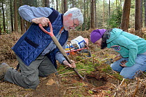 Roger Trout and Jia Ming Lim excavating the hibernation burrow of  an Edible / Fat Dormouse (Glis glis) in woodland where this European species has become naturalised, Buckinghamshire, UK, April, Mode...