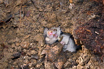 Radio-collared Edible / Fat Dormouse (Glis glis) in its winter hibernation burrow, excavated during a survey in woodland where this European species has become naturalised, Buckinghamshire, UK, April.