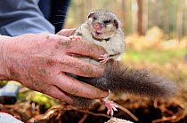 Sleepy, radio-collared Edible / Fat Dormouse (Glis glis) excavated from its winter hibernation burrow held during a survey in woodland where this European species has become naturalised, Buckinghamshi...