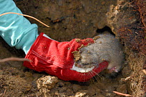 Radio-collared Edible / Fat Dormouse (Glis glis) being taken from its winter hibernation burrow during a survey in woodland where this European species has become naturalised, Buckinghamshire, UK, Apr...