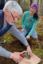 Roger Trout and Jia Min Lim with an Edible / Fat Dormouse (Glis glis) excavated from its winter hibernation burrow in woodland where this European species has become naturalised, Buckinghamshire, UK,...