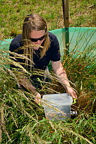 Emily Howard-Williams placing a grain feeding station equipped with an automatic Radio Frequency Identification (RFID) monitor to survey Harvest mice (Micromys minutus) in a field enclosure after rele...