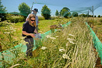Emily Howard-Williams placing a grain feeding station equipped with an automatic Radio Frequency Identification (RFID) monitor to survey Harvest mice (Micromys minutus) in field enclosure after releas...