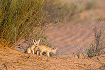 Fennec fox (Vulpes zerda) pups playing outside of burrow, Grand Erg Oriental, Kebili Governorate. Tunisia.