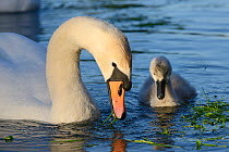 Mute swan (Cygnus olor) female and a young cygnet foraging in sunset light, Kennet and Avon canal, Caen Hill, Wiltshire, UK, June.
