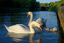 Mute swan pair (Cygnus olor) with a young cygnet foraging, Kennet and Avon canal, Caen Hill, Devizes, Wiltshire, UK, June.