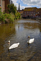 Mute swan pair (Cygnus olor) swimming on the River Avon, Salisbury with the cathedral in the background, Wiltshire, UK, June.
