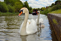 Mute swan pair (Cygnus olor) with young cygnet approaching on the Kennet and Avon canal with a barge in the background, Caen Hill, Devizes, Wiltshire, UK, June.