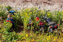 Domestic cat sitting on disused motorbikes, surrounded by flowers , Greece. April 2009.