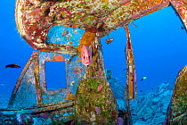 Giant squirrelfish (Sargocentron spiniferum) at cleaning station in the cockpit of wreck of Panorama Air Tour Beech H18S that crashed in 1983 after take-off from Keahole airport, Kona, Hawaii.