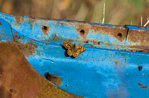 Wall Brown butterfly (Lasiommata megera) basking on rusty farm machinery, Norfolk, England, August.