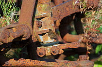 Speckled wood butterfly (Pararge aegeria) basking on rusty farm machinery, Norfolk, England, August.