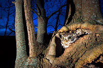 Little owl (Athene noctua) female emerging from the hollow in pollard ash tree at night, Thierache, France, May.
