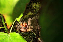 Spotted flycatcher (Muscicapa striata) feeding its chicks. Thierache, France, July.