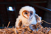 Barn owl (Tyto alba) chick, removed from nest for inspection. Thierache, France, August.